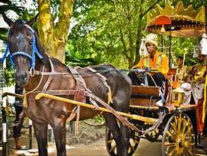 Horse & Pony Rides